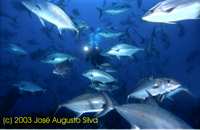 Clique para aumentar / click to enlarge