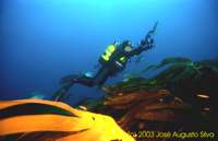 Clique para aumentar / click to enlarge