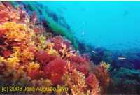 Clique para aumentar / click to enlarge