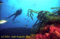 Clique para aumentar / click to enlarge