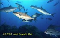 Clique para aumentar / click to enlarge