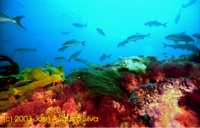 Clique para aumentar / click to enlarge