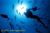 Clique para aumentar / click to enlarge